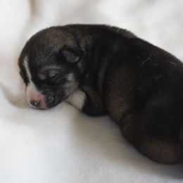 Lief - Agouti and white male Siberian Husky puppy in Wiscasset, Maine from Running with Huskies