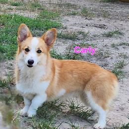 Carly - Pembroke Welsh Corgi