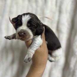 Blush girl - Tri-Roan female English Springer Spaniel puppy in Fairfield, California from Goldridge Springers