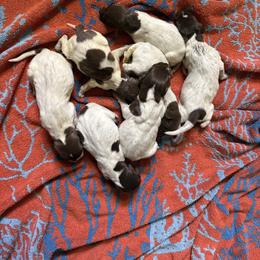 Waylon - Liver roan male German Shorthaired Pointer puppy in Axton, Virginia from Red Clay Kennels