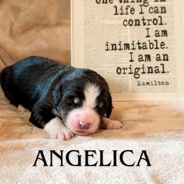 Angelica (Pink collar) - Tri-color female Bernedoodle puppy in Boiling Springs, South Carolina from OlliePups, LLC