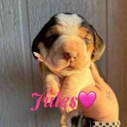 Jules - Black brown and white female Basset Hound puppy in New Mexico from Long Dog Ranch