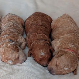 Cavapoos and Goldendoodles from Bestiedoodles
