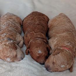 Cavapoos and Goldendoodles from Bestiedoodles