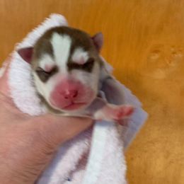 Siberian Husky Puppies from Sassenach Siberians