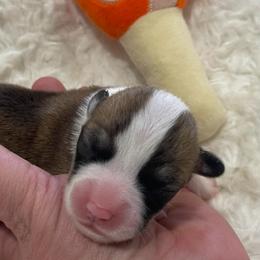 Sam - Sable male Pembroke Welsh Corgi puppy in Adairsville, Georgia from R&R Corgis