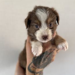 Sheriff - Red tri-color male Miniature American Shepherd puppy in Tucson, Arizona from Outlaw Minis
