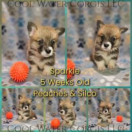 Sparkle - Red female Pembroke Welsh Corgi puppy in Kiowa, Colorado from Cool Water Corgis LLC