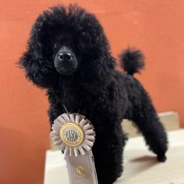 Poodles from Piranha Poodles