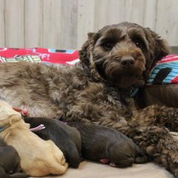 Ecco - Australian Labradoodle