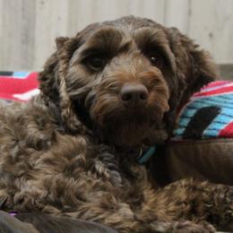 Ecco - Australian Labradoodle