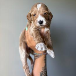 Berry - Apricot male Goldendoodle puppy in Smithfield, Kentucky from KBK9 Kennels