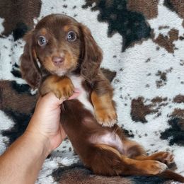 WRANGLER - Chocolate and tan male Dachshund puppy in Swink, Oklahoma from Palali Farm