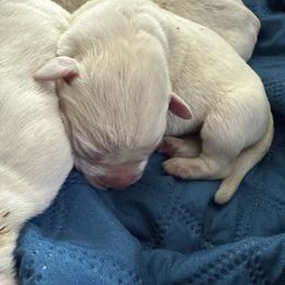 Boy 3 - Yellow male Labrador Retriever puppy in Isanti, Minnesota from Four Corners Family Labs