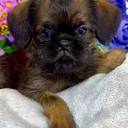 Judy's girl - Red female Brussels Griffon puppy in Litchfield Park, Arizona from Melody Lane Brussels Griffons