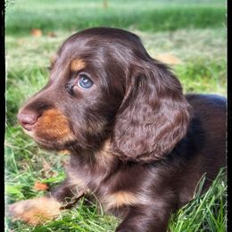 Cirrus (3000) - Chocolate and tan female Dachshund puppy in Albany, Wisconsin from Deglow’s Doxies