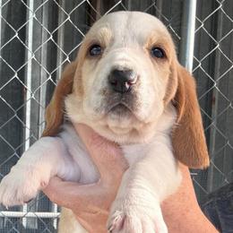 Girl 4 - Red and white female Basset Hound puppy in Kenansville, Florida from Fancy Hounds