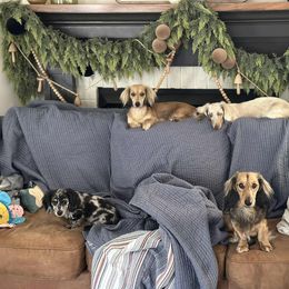 Dachshund All Grown Up from Kismet Doxies