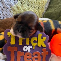 Richie - Chocolate and tan male Shih Tzu puppy in Hemet, California from Aloha Shih Tzu