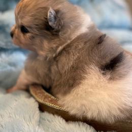 Pomeranian Puppies from Nikki’s lil Pomeranians