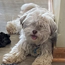 Snickers - Havanese