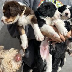 Bordoodle Puppies from Lunatic Kennel