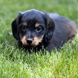 Dozer - Black and tan male Dachshund puppy in Salem, Oregon from Longdox Mini Dachshunds
