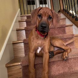 Rhodesian Ridgeback Puppies from Heritage Rhodesian Ridgebacks