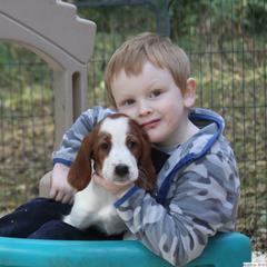 Clumber Spaniel and Irish Red and White Setter Puppies from NyaStar & Chequamegon