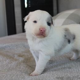Border Collie Puppies from I&A Border Collies