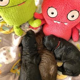 Poodle Puppies from TGT Fancy Pants Poodles
