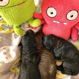 Poodle Puppies from TGT Fancy Pants Poodles