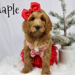 Maple - Red  female Goldendoodle puppy in Casa Grande, Arizona from AzDoodle Dandies