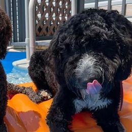 Assorted Doodle Crosses and Bernedoodles from NWArkansas Doodles