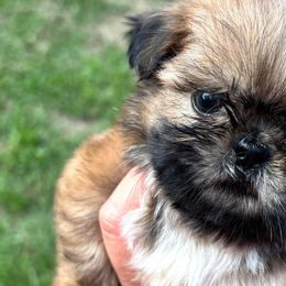 Shih Tzus from Sunshine Shih Tzus