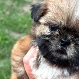 Shih Tzus from Sunshine Shih Tzus