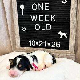 Carolanne - Black and white female Bernedoodle puppy in Sparrows Point, Maryland from Rosie’s Puppies