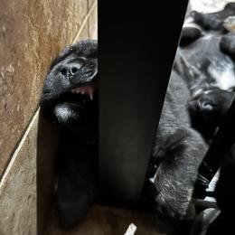 Cane Corso Puppies from Willow’s Meadow
