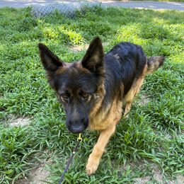 Reni - German Shepherd