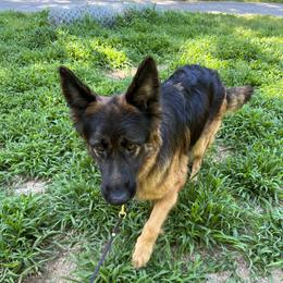 Reni - German Shepherd