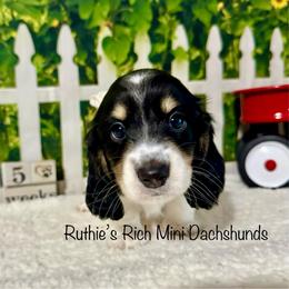 Noah - Black and cream male Dachshund puppy in Lakeland, Florida from Ruthie’s Rich Mini Dachshunds