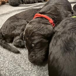 Alvin - Blue male Poodle puppy in Shoreline, Washington from Fluffy Poodles