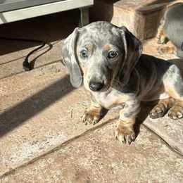 Dachshund Puppies from Dachshunters