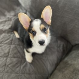 Girl 2 - White and black Pembroke Welsh Corgi puppy in Temple, Georgia from The Hope Ranch
