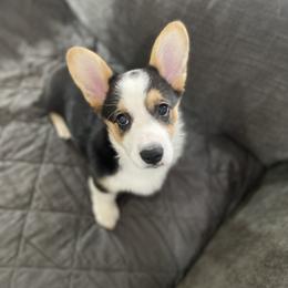 Girl 2 - White and black Pembroke Welsh Corgi puppy in Temple, Georgia from The Hope Ranch