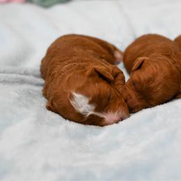 Cavapoo puppies from Grace's Puppies