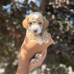 Forky - Parti male Goldendoodle puppy in Salt Lake City, Utah from Sweet T Doodles