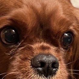 Lovey  - Cavalier King Charles Spaniel