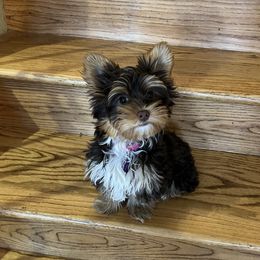 Anna - Yorkshire Terrier