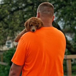 Poodle Puppies from Pawsable Prospects